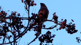 Pine grosbeak - Обыкновенный щур - Tallbit - Taviokuurna - (Pinicola enucleator)