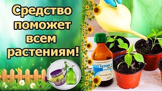 ЭТО СРЕДСТВО ЗАСТАВИТ РАССАДУ И ЦВЕТЫ РАСТИ КАК НА ДРОЖЖАХ! НАШАТЫРНЫЙ СПИРТ – ПОЛЬЗА ДЛЯ РАСТЕНИЙ!