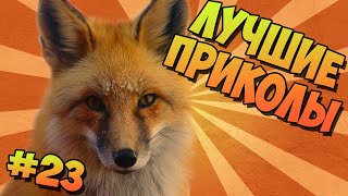 ЛУЧШИЕ ПРИКОЛЫ #23 НЯШНЫЕ ЛИСЫ