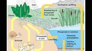 phophorus cycle 1