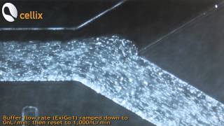 Multilaminar Flow with ExiGo Microfluidic Pumps