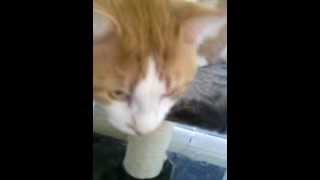 My dear red tabby being his wonderful self!