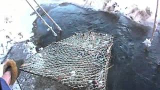 Ловушка для рыбы( Мордушка) Trap for fish
