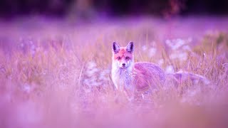 Detox your mind | 432Hz Positive Vibrations | Raise Positive Energy | Soothing Healing