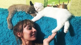 РЫСЬ И КОТ