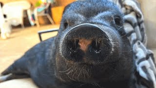 Pig missing part of her face finds a loving home
