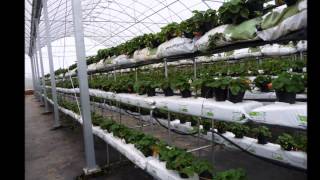 hydroponic substrate growing strawberry