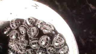WHY I USE BIO-BALLS