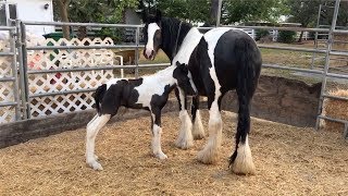 Gypsy Vanner Mare Gives Birth