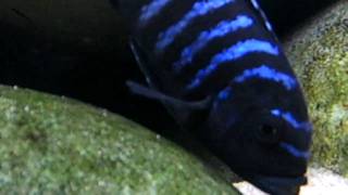 Metriaclima sp. "Dolphin Manda" (F1) AKA Giant Demasoni