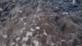 caplin rolling in