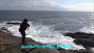 荒磯のヒラスズキ　ブラックアロー126MHテスト釣行