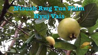 Ntsuab Rwg Tua Phim Nyuj Vais