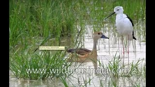 Indian whistling duck swims while Black-winged Stilt walks through the water