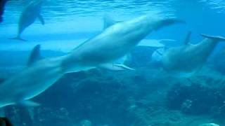 Sea World, Orlando. Дельфины под водой