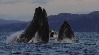 Diver nearly swallowed by Whale