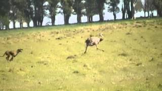 mis perros corriendo aveztruz