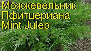 Можжевельник пфитцериана Минт Жулеп. Краткий обзор, описание juniperus x pfitzeriana Mint Julep