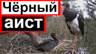 Аист чёрный гнездо птицы