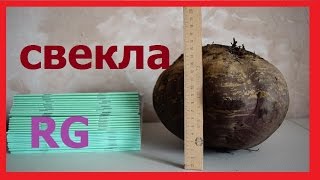 Свекла Семена свеклы beets how to make beet seed