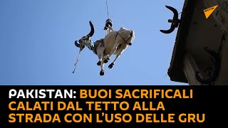 #Pakistan: buoi sacrificali calati dal tetto alla strada con l’uso delle gru