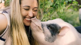 Woman saves piglet with help of another pig - Rescue story of a pig