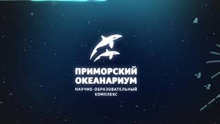 «Выходи решать!»: остров Русский бросил вызов Москве