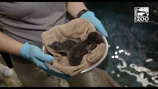 Rockhopper Penguin Chicks Weighed - Cincinnati Zoo