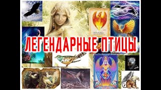 ТОП -10 Легендарных Чудо Птиц / Виктор Максименков