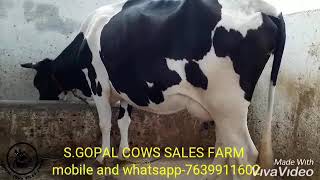 Cow sales farm Hf and JERSEY cows available