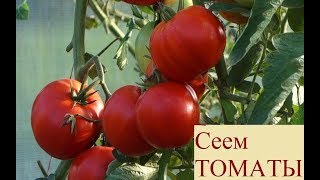293,СЕЮ ТОМАТЫ НА РАССАДУ 2019 просто, надежно и проверено