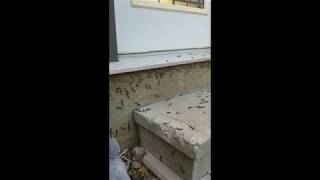 dancing worms