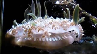 Shpongle - Tickling the Amygdala [Music Video]