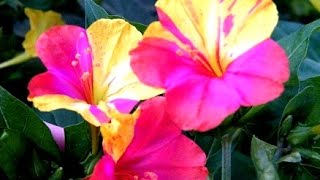 МИРАБИЛИС ИЛИ НОЧНАЯ КРАСАВИЦА - ВЫРАЩИВАНИЕ, УХОД, РАЗМНОЖЕНИЕ