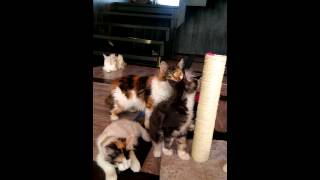 Мейнкун ТВ: Котятские игры