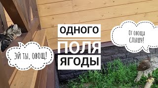 Кошка Морошка хочет охотиться на ястреба Клюкву?