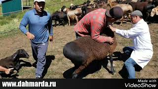 Забор крови у кучкаров гиссарской породы на летних пастбищах