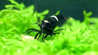Taiwan Bee "King Kong"
