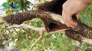 Cara mudah memindahkan lebah dari pohon