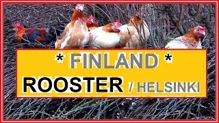 Haltialan Kotieläintilan kukko (Rooster). @Helsinki, Finland 19/2/2012.