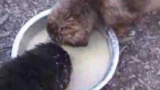 Tibetan Mastiff Rescue Site