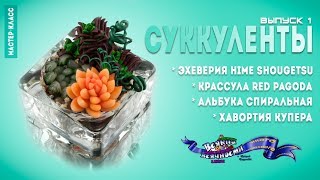 Как сделать суккуленты своими руками * Полимерная глина * Выпуск 1 * DIY