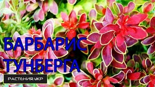Барбарис Тунберга Адмирал / Барбарис посадка и уход