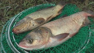 Рецепт быстрого приготовления технопланктона . Ловля карпа и толстолоба. My fishing