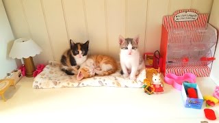 У НАС НОВЫЙ ДОМ для Котят Прямой Кефир КОШАЧЬЯ СЕМЬЯ СТРИМ Made a Lodge for Kittens Николь и Алиса