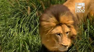 Lions get Treat for World Lion Day - Cincinnati Zoo
