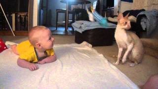 Cornish rex entertains baby.