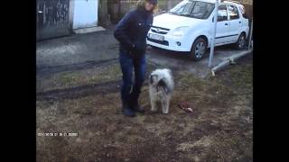 Rasztari-Duci Firka "Manga" Dog dancing tricks
