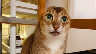 Earless street cat finds forever home - No Ear Meow potato