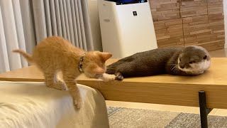 まだ赤ちゃんだった頃の猫と、見守るようなカワウソ cat when it was still a baby and a watchful otter.